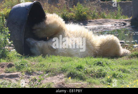 Eisbär (Ursus Maritimus) das Spiel mit einem schwarzen Kunststoff-Wanne Stockfoto