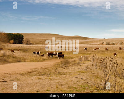 Australien: Hereford-Rinder weiden in der Nähe von Berridale, Snowy Mountains, New South Wales Stockfoto