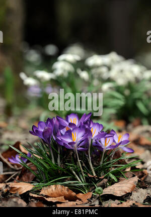 Krokus Blüte in einer waldreichen Umgebung mit Schneeglöckchen hinter UK Stockfoto