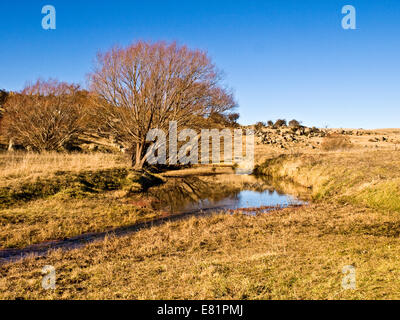 Australien: Weiden rund um Berridale, Snowy Mountains, New South Wales Stockfoto