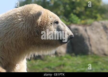 Eisbär (Ursus Maritimus) in Nahaufnahme Profil in einer natürlichen Umgebung Stockfoto