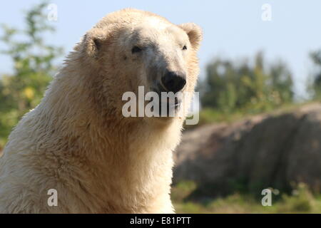 Eisbär (Ursus Maritimus) Nahaufnahme von Kopf und Körper vor blauem Himmel Stockfoto