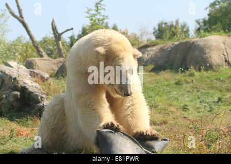 Männlichen Eisbären (Ursus Maritimus) namens Eric spielt mit einer schwarzen Kunststoff-Wanne mit seinen Vorderpfoten in Rotterdam Zoo Stockfoto