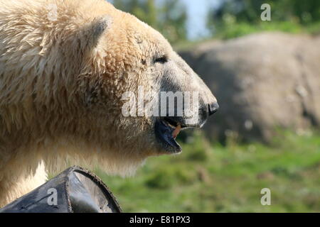 Eisbär (Ursus Maritimus) namens Eric am Rotterdam Zoo, detaillierte Nahaufnahme des Kopfes und des Fangs Stockfoto