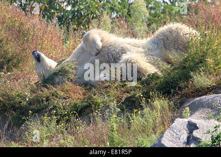 Mellow Eisbär (Ursus Maritimus) faulenzen und Rollen auf dem Rücken in den Rasen im Sommer Stockfoto