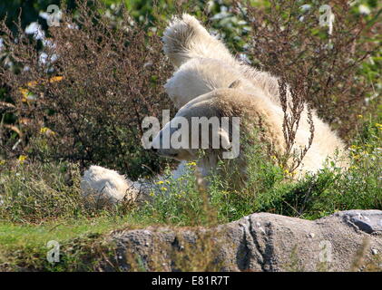 Eisbär (Ursus Maritimus) faulenzen und Rollen auf dem Rücken in den Rasen im Sommer, angewinkelten Beinen Stockfoto