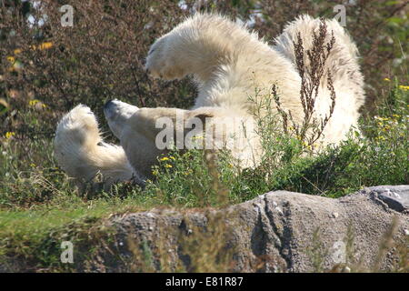 Eisbär (Ursus Maritimus) faulenzen und Rollen auf dem Rücken in den Rasen im Sommer Stockfoto