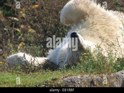 Eisbär (Ursus Maritimus) faulenzen auf der Wiese im Sommer Stockfoto