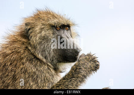 Close-up Portrait einer Olive Pavian (Papio Anubis). Fotografiert in Kenia Stockfoto