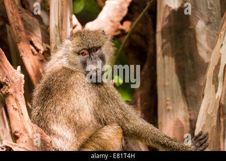 Close-up Portrait einer Olive Pavian (Papio Anubis). Fotografiert in Kenia Stockfoto