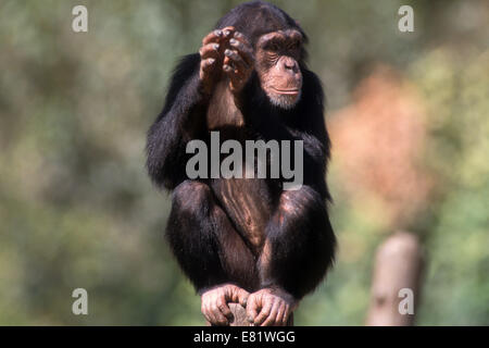 Closeup Portrait eines Schimpansen (Pan Troglodytes) in Gefangenschaft in einem zoo Stockfoto