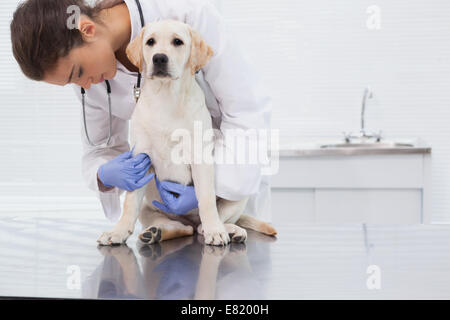 Tierarzt untersucht einen süßen Hund Stockfoto
