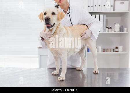 Tierarzt untersucht eine niedliche labrador Stockfoto