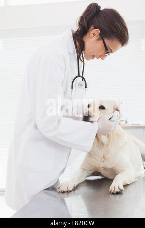 Tierarzt untersucht eine niedliche labrador Stockfoto