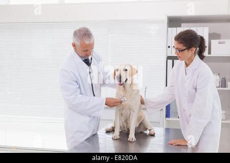 Tierarzt-Kollegen untersuchen einen süßen Hund Stockfoto