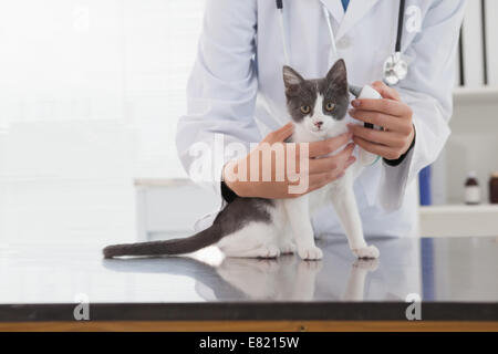 Tierarzt untersucht eine niedliche Kätzchen Stockfoto