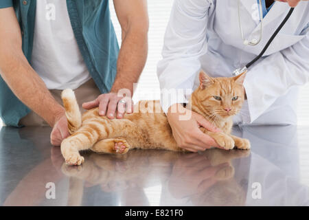 Tierarzt untersucht eine orange Katze Stockfoto