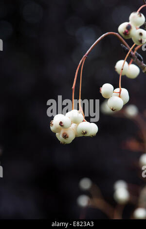 Sorbus Koehneana Beeren. Weiße fruited chinesische Rowan. Koehne Eberesche Beeren vor einem dunklen Hintergrund Stockfoto