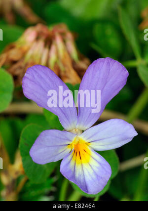 Düne Stiefmütterchen - Viola Tricolor Curtisii gemeinsame Blume der Machair ungewöhnlich blaue form Stockfoto