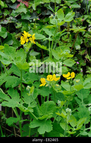 Schöllkraut - Chelidonium Majus Blätter, Blumen & Knospen Stockfoto