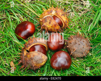 Conkers aus Rosskastanie - Aesculus hippocastanum Stockfoto