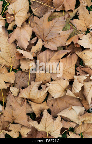 Acer Velutinum. Samt-Ahorn / persischen Ahornblätter im Herbst auf dem Boden Stockfoto