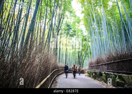 Kyoto, Japan - 29. November 2013: Kyoto, Japan - grüne Bambushain in Arashiyama Stockfoto