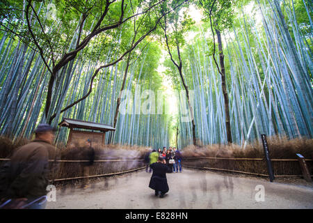 Kyoto, Japan - 29. November 2013: Kyoto, Japan - grüne Bambushain in Arashiyama Stockfoto