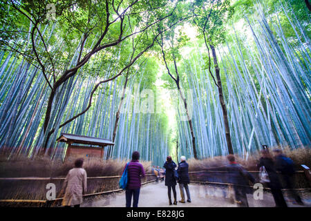 Kyoto, Japan - 29. November 2013: Kyoto, Japan - grüne Bambushain in Arashiyama Stockfoto