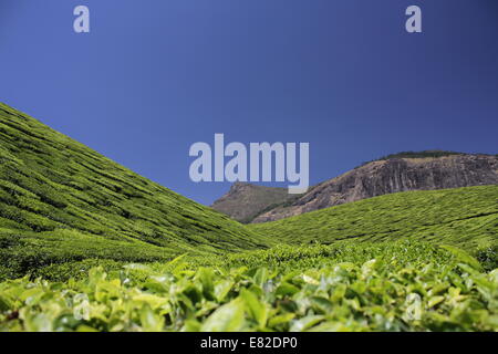 Teeplantagen am steilen Hang, Munnar, Kerala, Indien Stockfoto