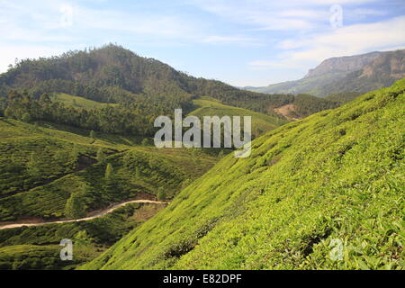 Teeplantagen am steilen Hang, Munnar, Kerala, Indien Stockfoto