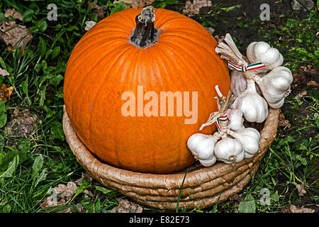 Kürbisse und Knoblauch in einen Weidenkorb gelegt. Spezifische Ungarn. Stockfoto