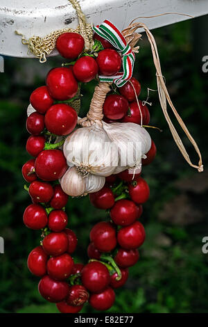 Tomaten und Knoblauch gebunden in einem Cluster. Spezifische Ungarn. Stockfoto