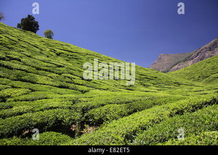 Teeplantagen am steilen Hang, Munnar, Kerala, Indien Stockfoto