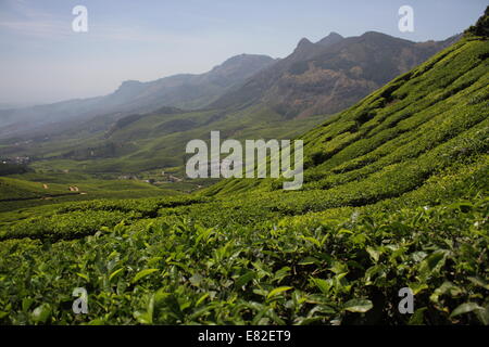 Teeplantagen am steilen Hang, Munnar, Kerala, Indien Stockfoto