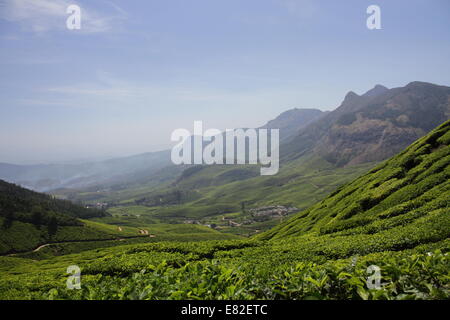 Teeplantagen am steilen Hang, Munnar, Kerala, Indien Stockfoto