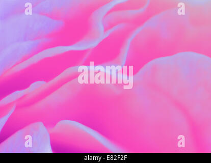 Rosa Blume Abstrakt, digitale Illustration Hintergrundtextur. Stockfoto
