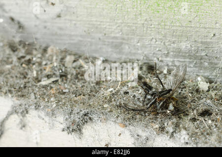 Überreste und enthaupteten Toten fliegen Muscidae Exoskelett Carcus Körper unter Masse von feinen seidenen Spinne Laufstreifen und Staub Stockfoto