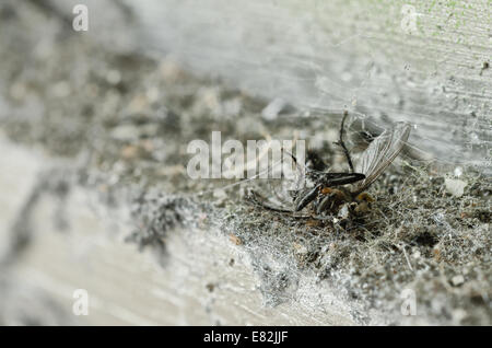 Überreste und enthaupteten Toten fliegen Muscidae Exoskelett Carcus Körper unter Masse von feinen seidenen Spinne Laufstreifen und Staub Stockfoto