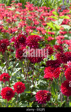 Heißer Sommer-Grenze zu tief rote Dahlien & Monarda "Cambridge Scarlet" Stockfoto