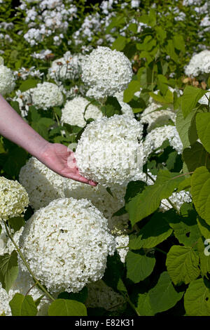 Hydrangea Arborescens 'Annabelle' riesige weiße Blütenköpfchen Stockfoto