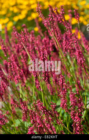 Persicaria Amplexicaulis "Firetail" Stockfoto