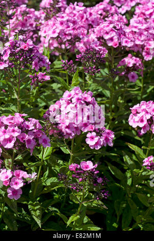 Phlox X arendsii "Babyface" Stockfoto