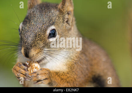 Eine Nahaufnahme von einem Eichhörnchen Essen etwas zu essen Stockfoto