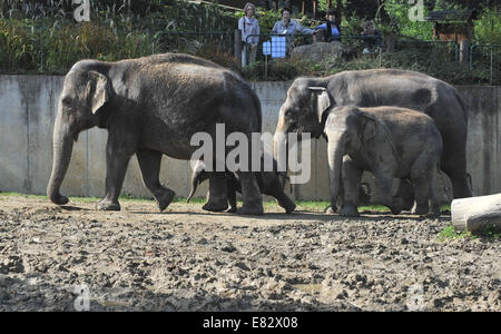 Zoo Ostrava, Tschechische Republik. 29. September 2014. Acht Monate alten weiblichen asiatischen Elefanten-Baby mit seiner Mutter Vishesh (rechts hinten), weibliche Rashmi (rechts vorne) und männlichen Johti (links) im Zoo Ostrava, Tschechische Republik, am 29. September 2014. Stockfoto