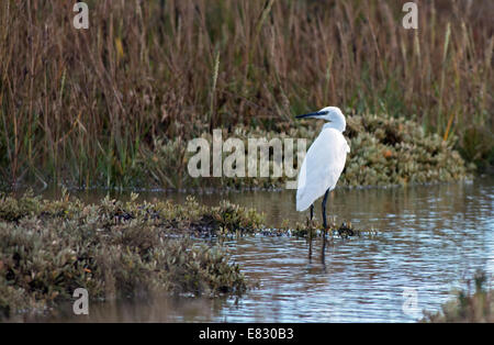 Kleiner Reiher - Egretta Garzetta. Pagham. West Sussex. UK Stockfoto