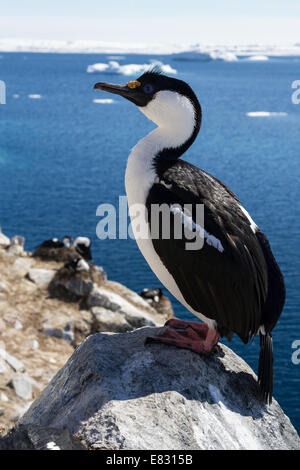 Antarktis blauäugige Kormoran sitzt auf einem Felsen auf einem Hintergrund von der Kolonie Stockfoto