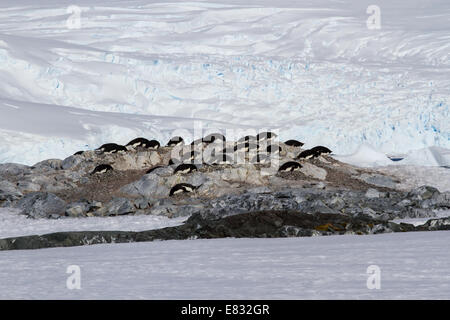 kleinen Kolonie von Adelie-Pinguine unter den Felsen und Schnee auf den antarktischen Insel Stockfoto