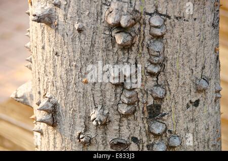 Die Nahaufnahme von Zahnseide Silk Baum im park Stockfoto