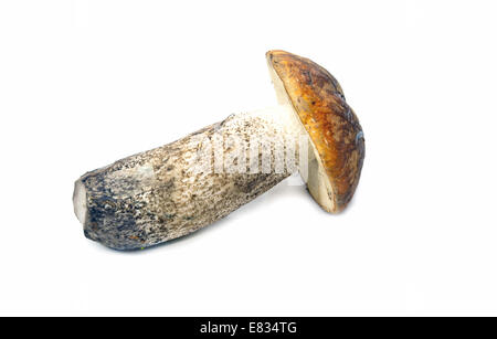 Aspen Pilz isoliert auf weißem Hintergrund Stockfoto